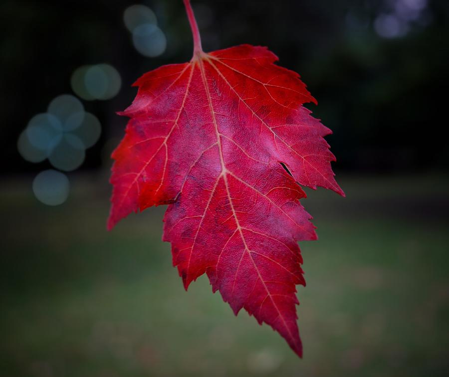 fallen-leaf-photograph-by-alison-chambers-fine-art-america