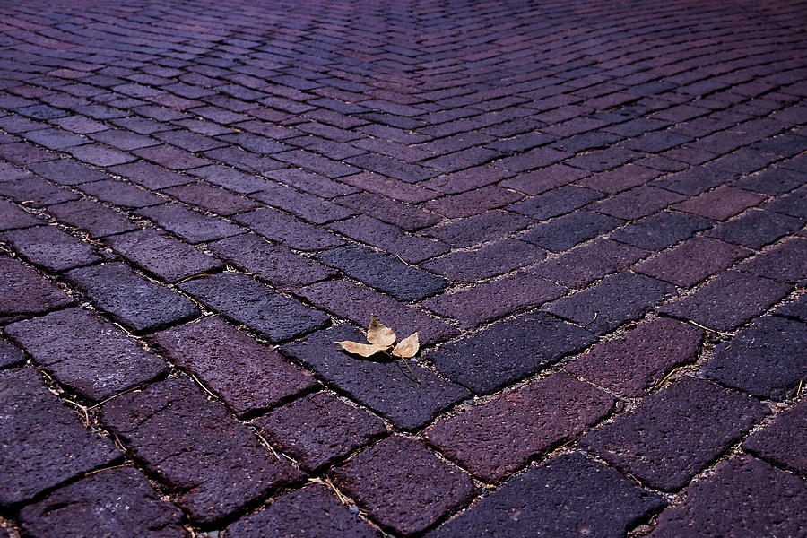 Fallen Leaf Photograph by American Landscapes