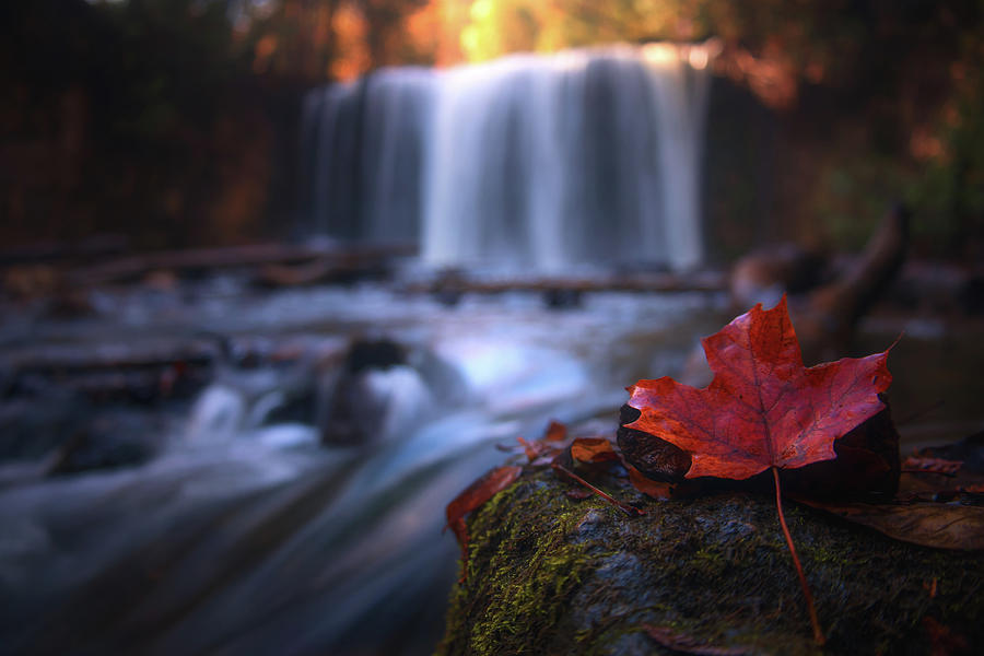 Fallen Leaf at Hoggs Falls Photograph by Jay Smith