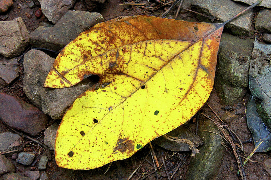 fallen leaf fallen leaf