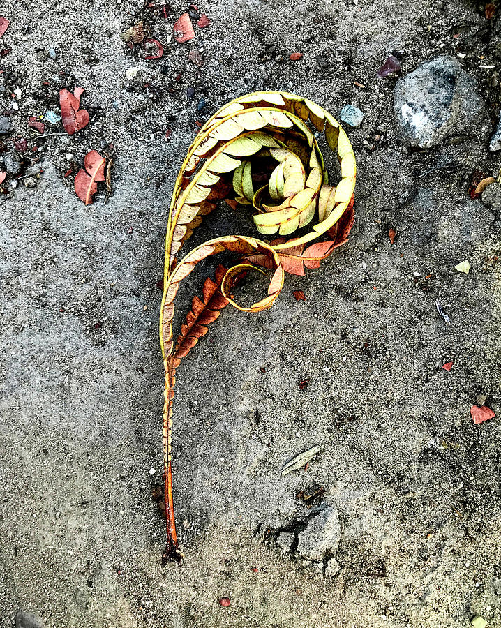 Fallen Leaf Photograph by Her Arts Desire