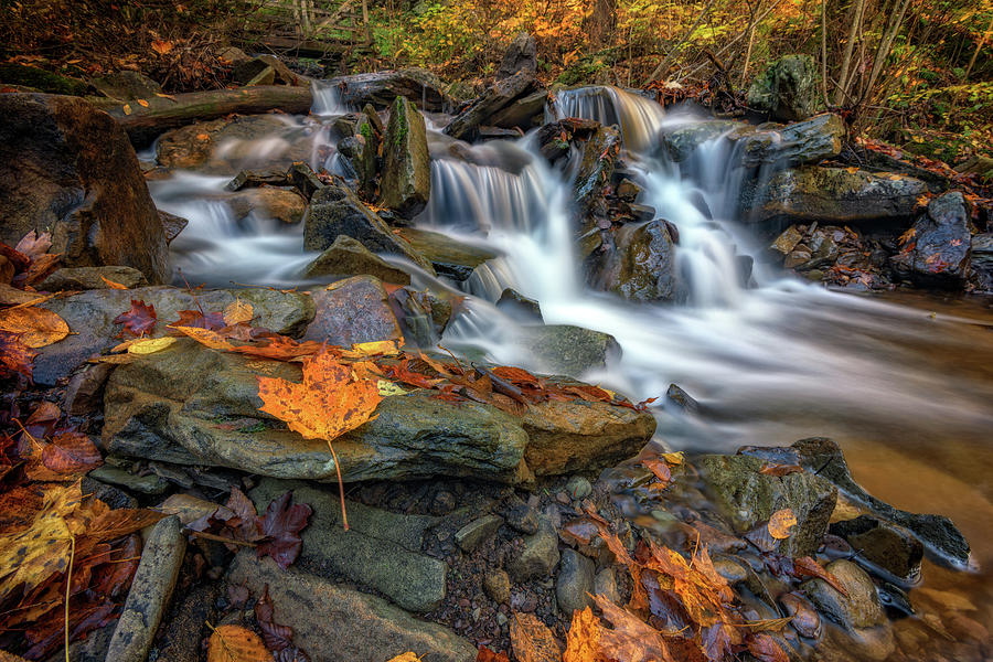 Fall Photograph - Fallen Leaf in Ricketts Glen by Rick Berk