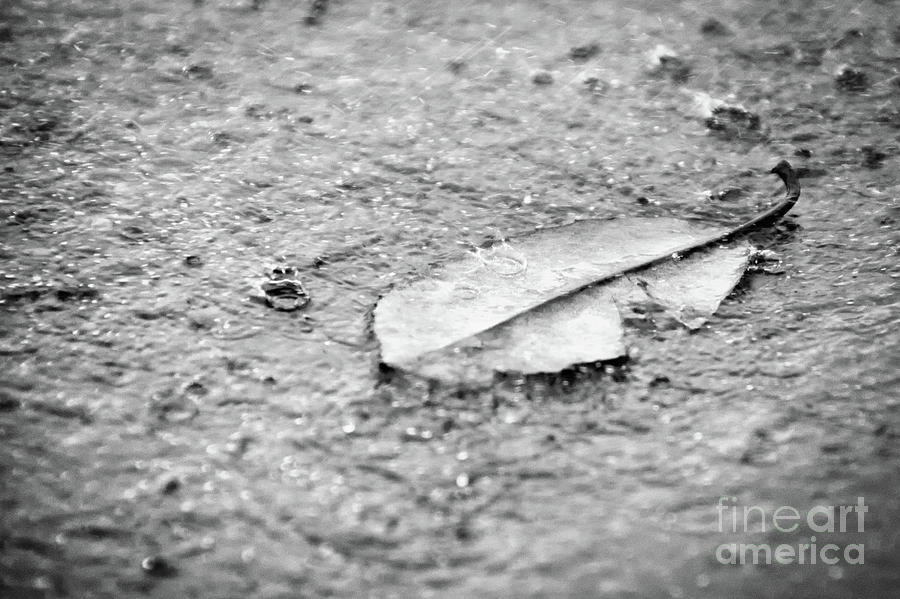 Fallen Leaf in the Rain in Black and White Botanical / Nature Photograph Photograph by PIPA Fine Art - Simply Solid