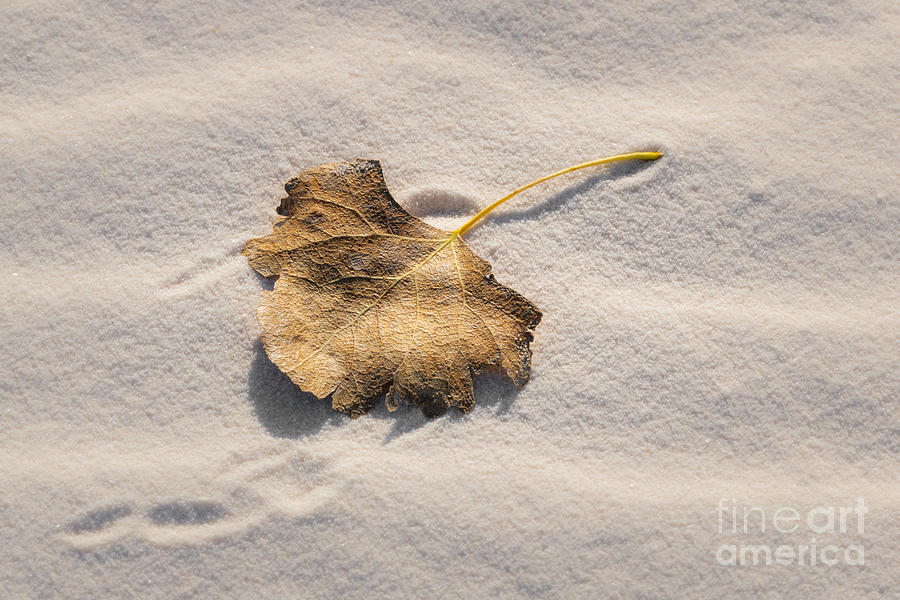 Fallen Leaf Photograph by Lisa Manifold