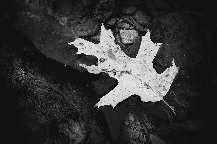 Fallen Leaf on Water Black and White Photograph by Jason Fink