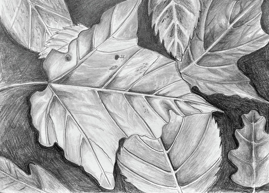 Maple Leaf Drawing - Fallen Leaves 092223 by Mary Bedy