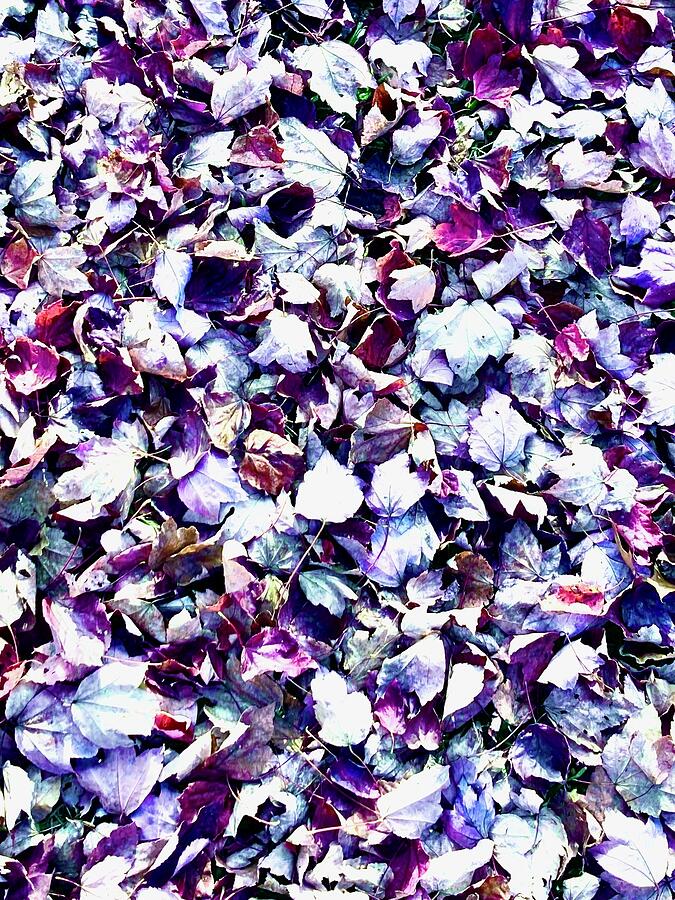 Fallen Leaves 1 Photograph by Brandon Strellis Fallen Leaves 1 Photograph by Brandon Strellis
