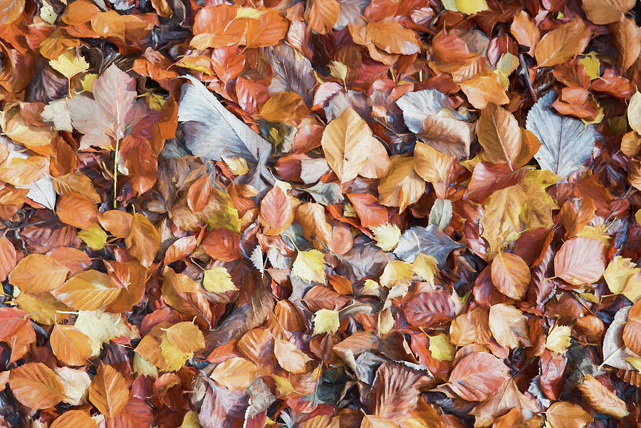 Fallen Leaves 3 Digital Art by Roy Pedersen