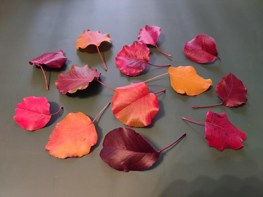 Fallen Leaves Photograph by Allen Nice-Webb