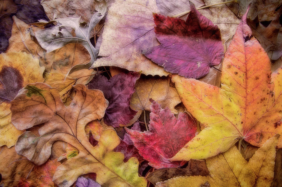 Fallen Leaves Autumn Colors Photograph by Ann Powell