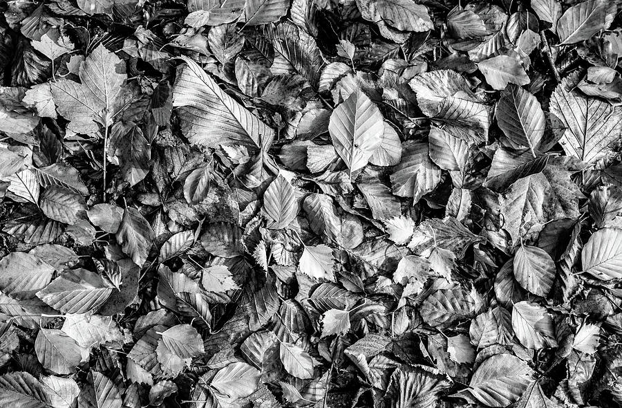 Fallen Leaves Black and White Photograph by Roy Pedersen