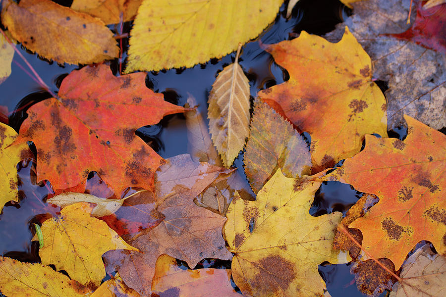 Fallen Leaves Photograph by Doug McPherson