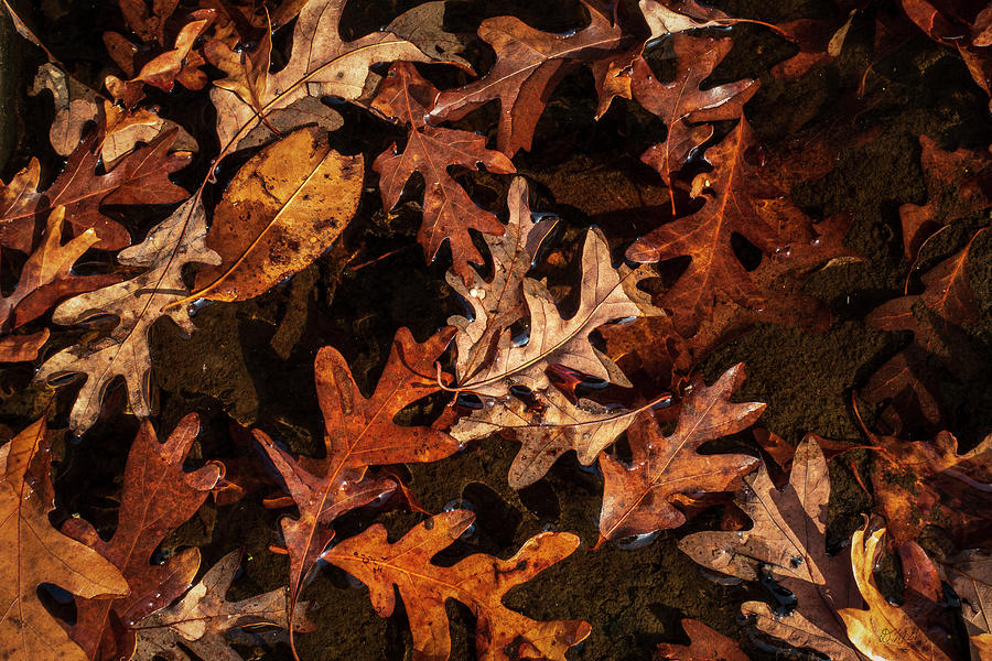 Fall Photograph - Fallen Leaves II Color by David Gordon