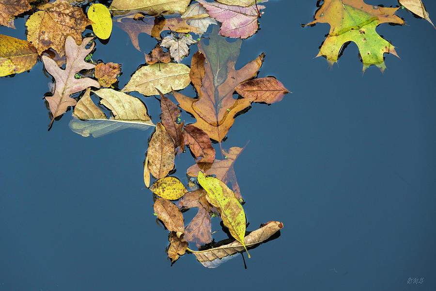 Fallen Leaves III Color Photograph by David Gordon