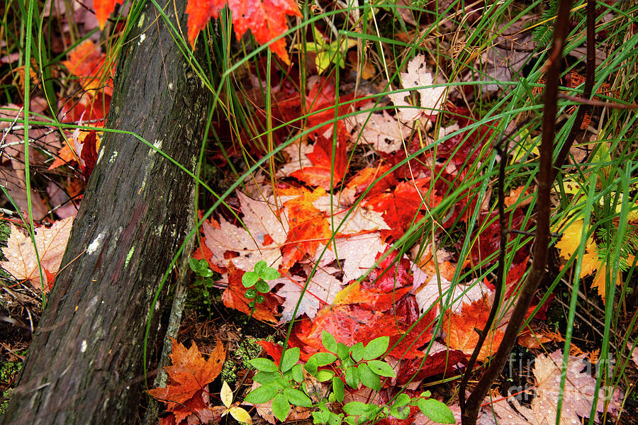 Fallen Leaves in Sand Point Marsh Photograph by Bob Phillips