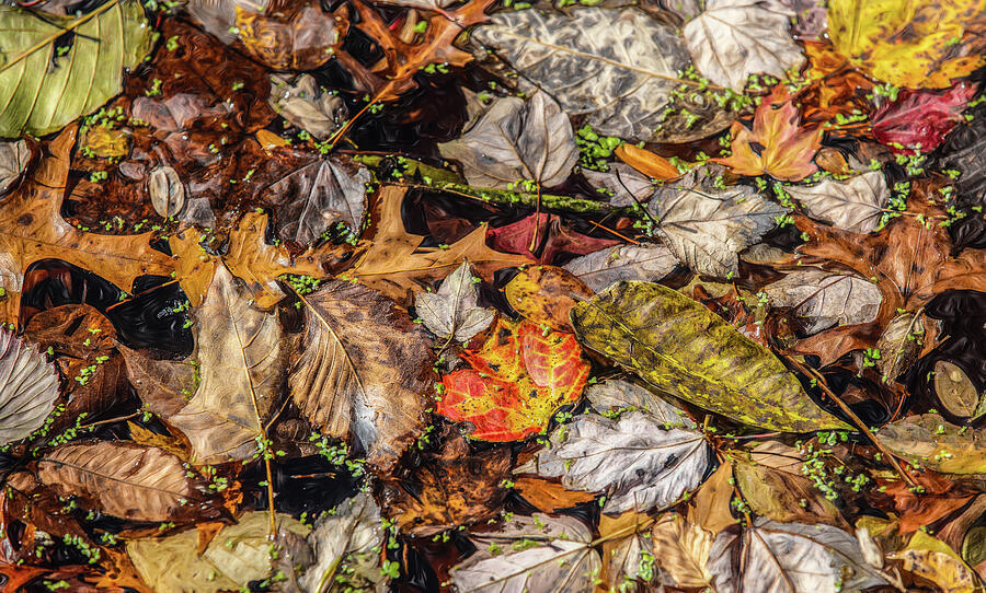Fallen Leaves in the Canal Photograph by David Letts Fallen Leaves in the Canal Photograph by David Letts