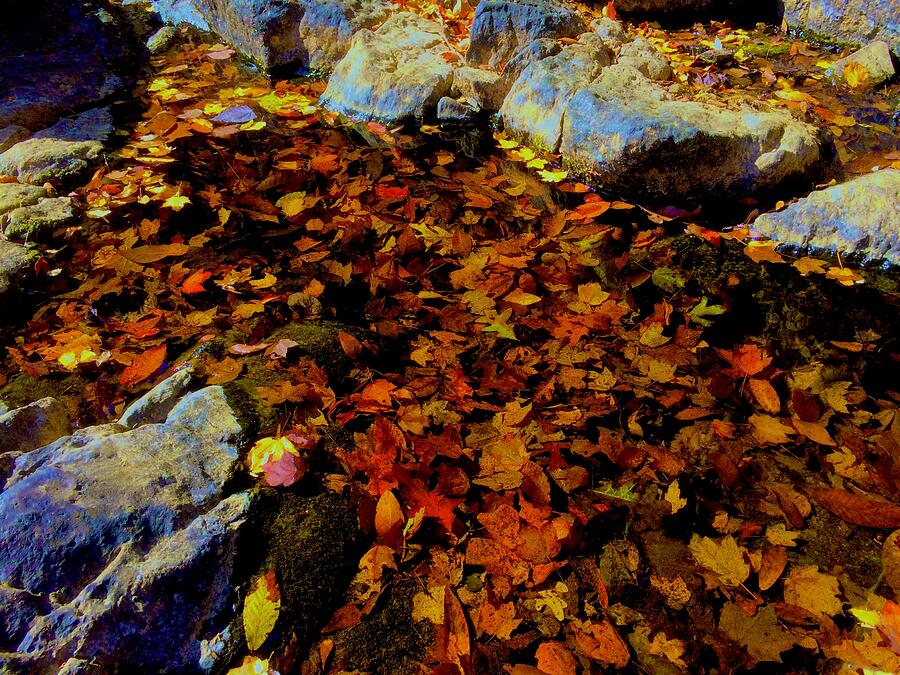 Fallen Leaves in Water Photograph by Brandon Strellis Fallen Leaves in Water Photograph by Brandon Strellis