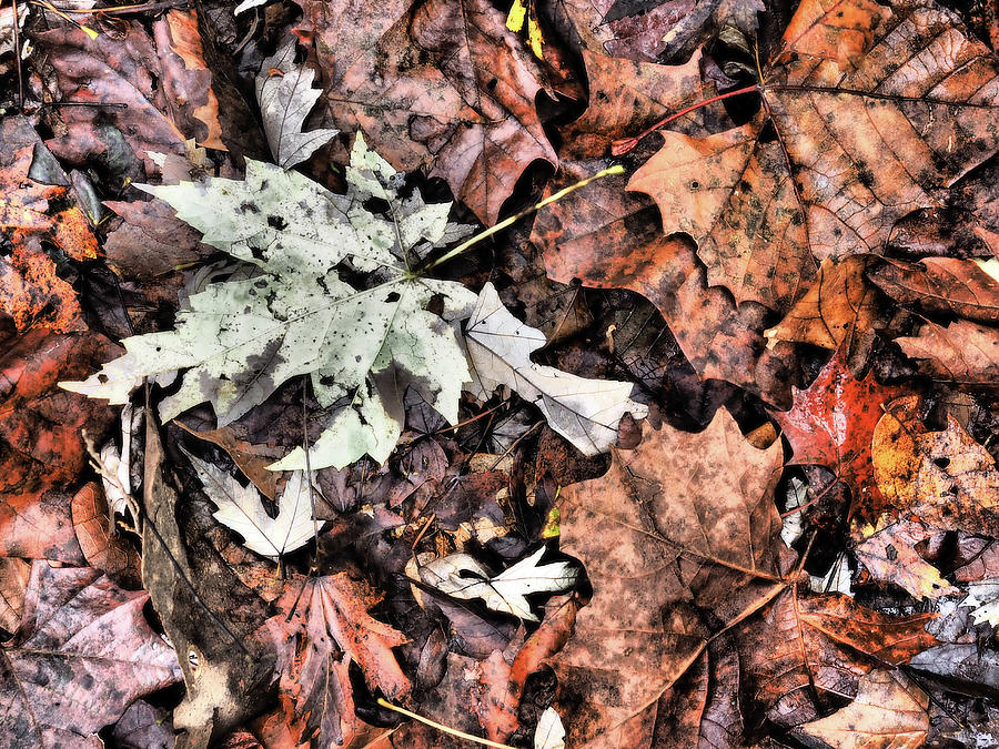 Fallen Leaves Photograph by James C Richardson