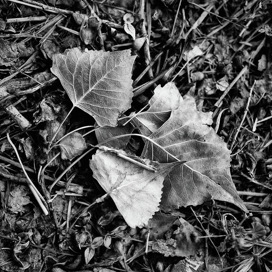 Fallen Leaves Photograph by Monte Stevens