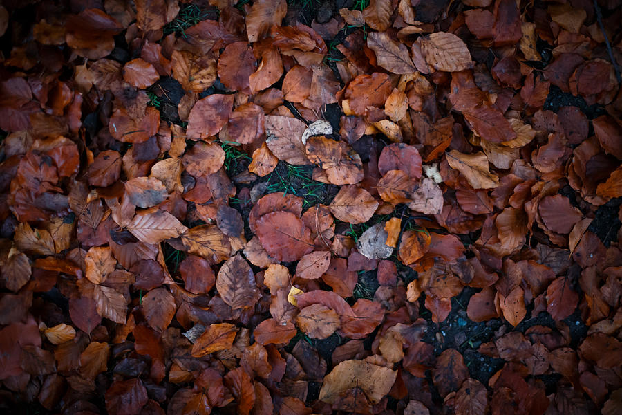 Fallen leaves Photograph by Morten Falch Sortland