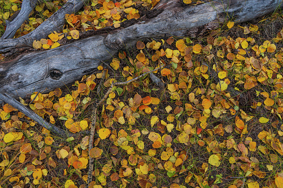 Fallen Leaves of Hope Valley by Jonathan Hansen Fallen Leaves of Hope Valley by Jonathan Hansen