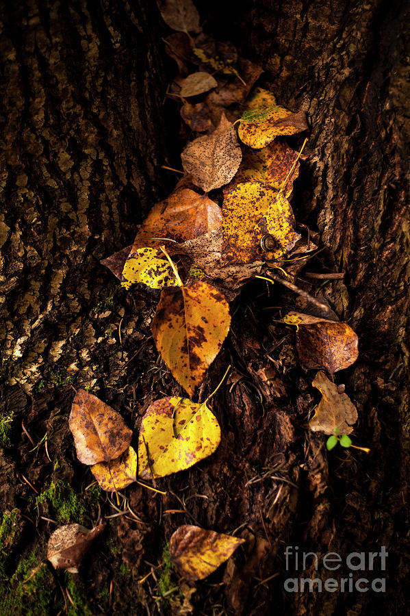 Fallen Leaves On Tree Trunk Photograph