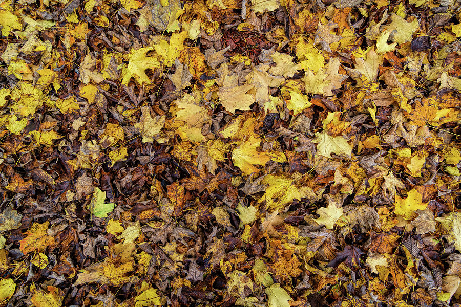 Fallen Leaves Photograph by Richard Macquade