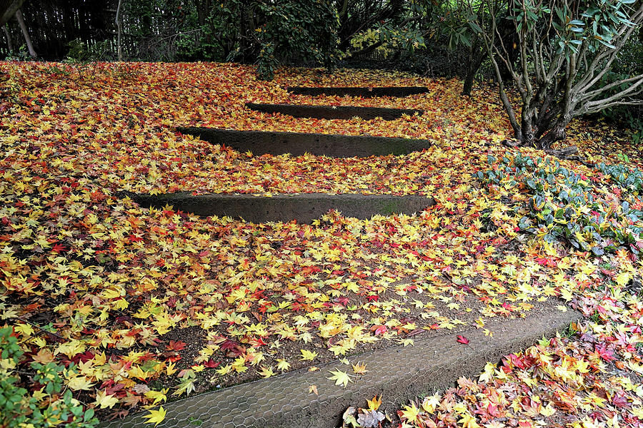 Fallen leaves Photograph by Shirley Mitchell