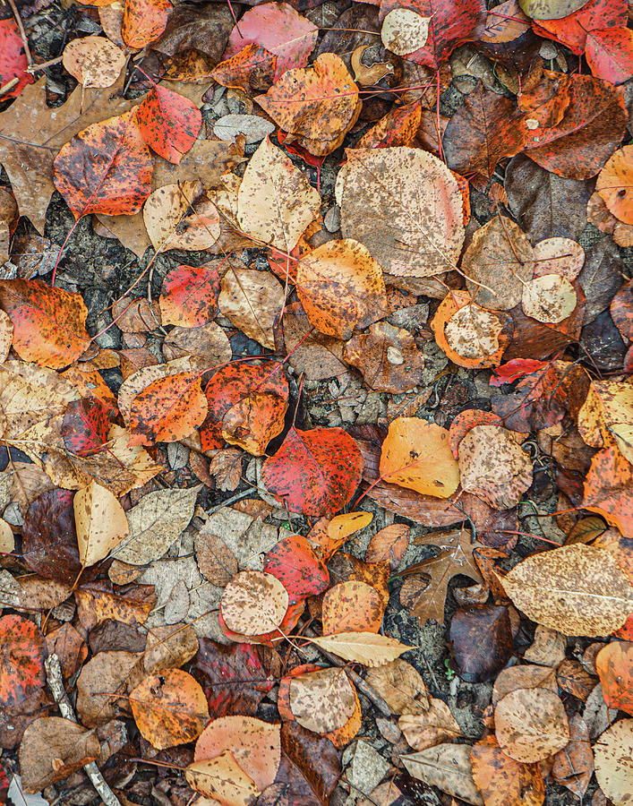 Fallen Leaves Photograph by Terry Walsh
