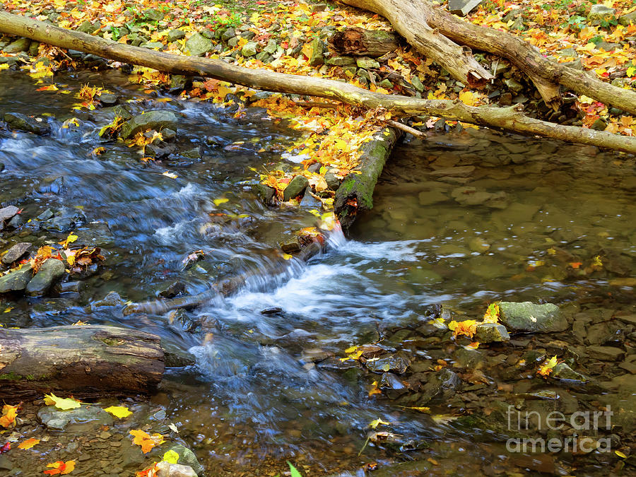 Fallen leaves, Tiffany Creek, Ancaster, Ontario Photograph by Louise Heusinkveld