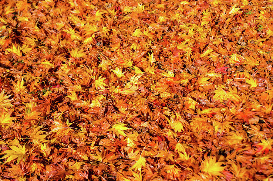 Fallen Leaves Photograph by Tikvahs Hope