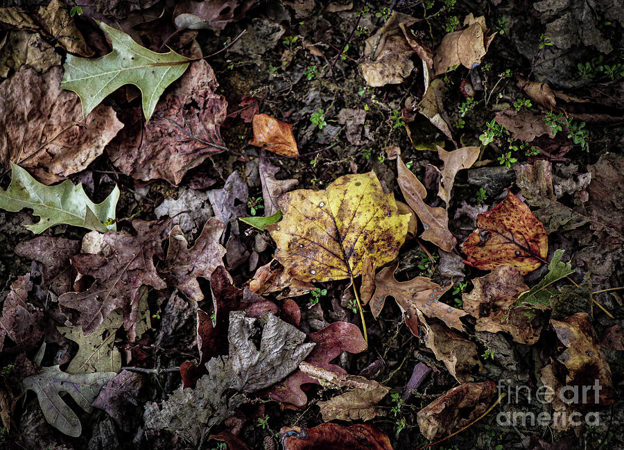 Fallen Leaves Photograph by Veronica Batterson