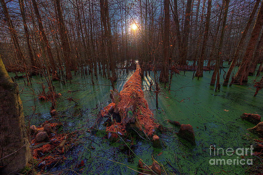 Fallen Log in the Swamp Photograph by Larry Braun