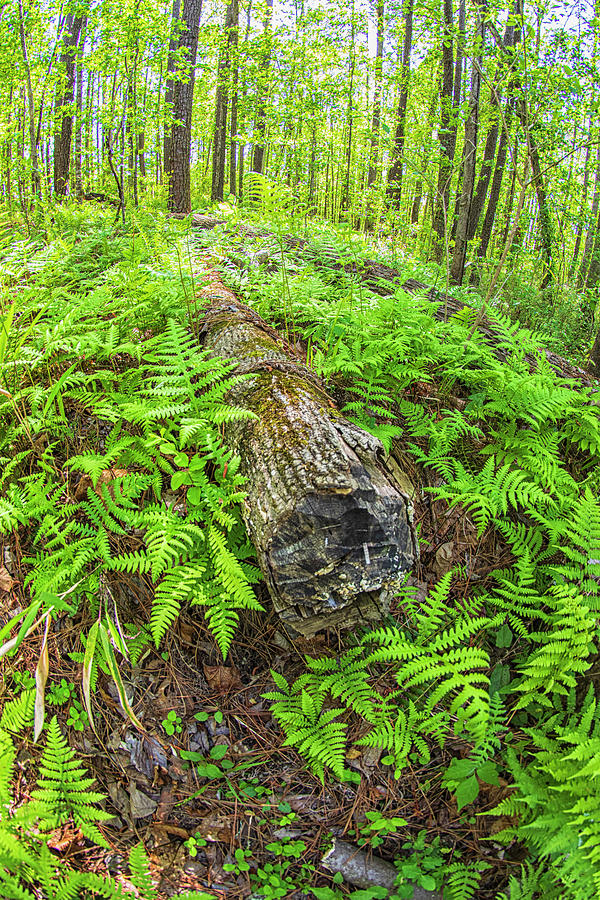 Fallen Logs Surrounded by Ferns Photograph by Bob Decker