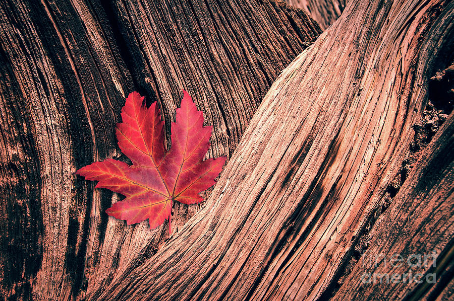 Fallen maple leaf Photograph by Delphimages Photo Creations