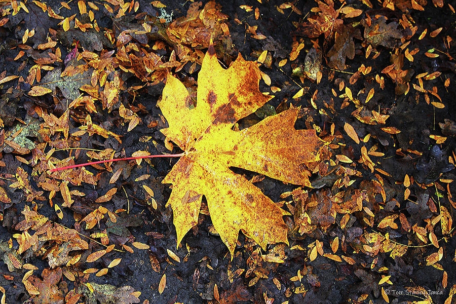 Fallen Maple Leaf In Olympia Digital Art by Tom Janca