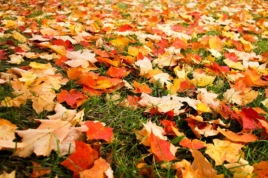 Fallen Maple Leaves Photograph by Bonny Puckett