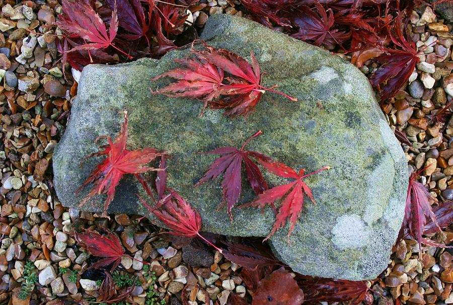 Fallen Maple Leaves Photograph by Nigel Radcliffe