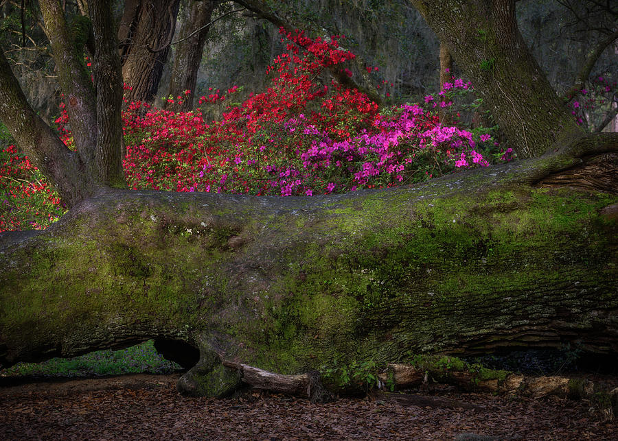 Fallen Oak Magnolia Plantation Photograph by Donnie Whitaker