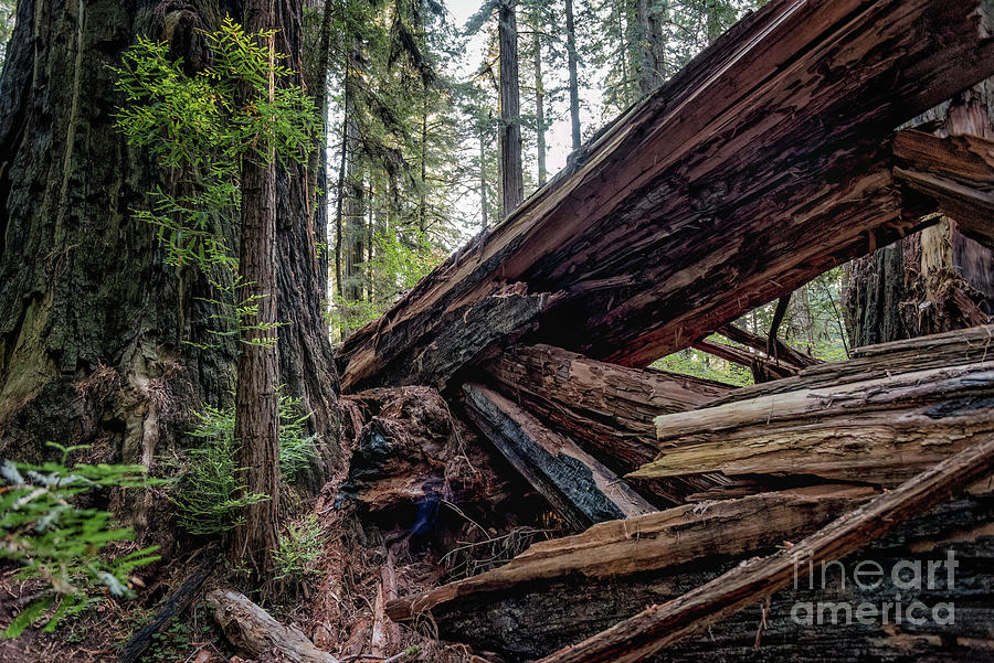 Fallen Redwood 1 Photograph by Al Andersen