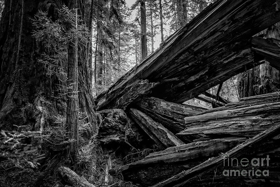 Fallen Redwood 1 Toned Photograph by Al Andersen