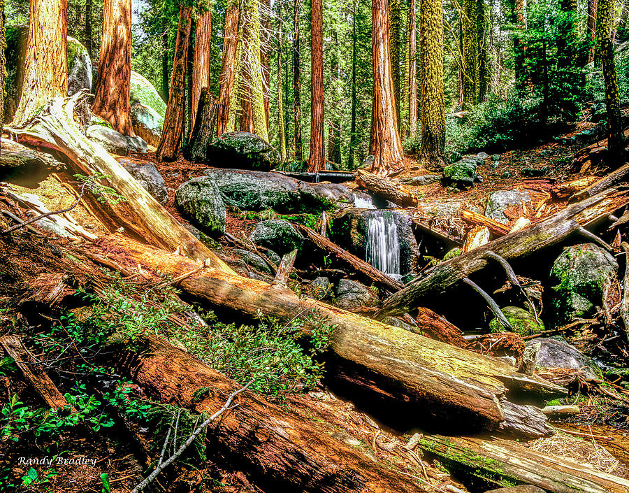 Fallen Redwoods Photograph by Randy Bradley