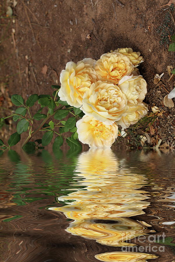 Fallen Roses Photograph by Elaine Teague