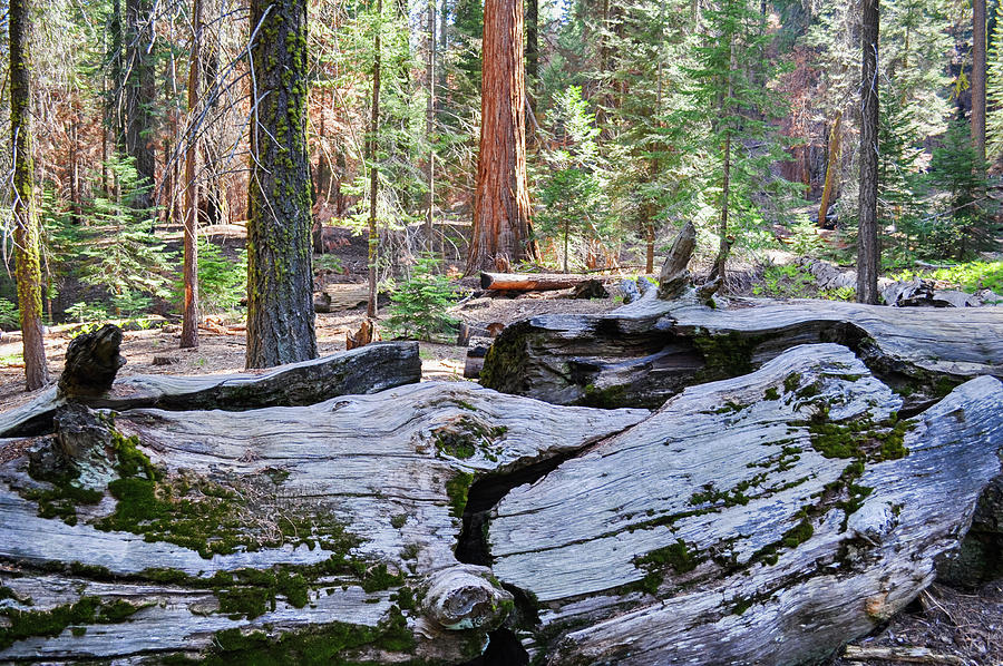 Fallen Sequoia Trail of 100 Giants Photograph by Kyle Hanson