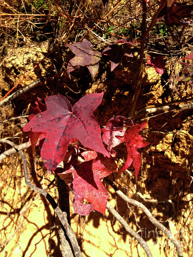 Fall Photograph - Fallen Sweet Gum Leaves by Janet Felts