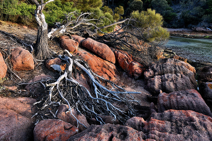 Fallen tree Photograph by Andrei SKY
