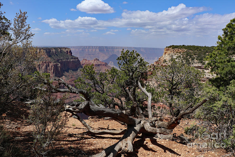 Grand Canyon National Park Photograph - Fallen Tree at Cape Royal by Christiane Schulze Art And Photography