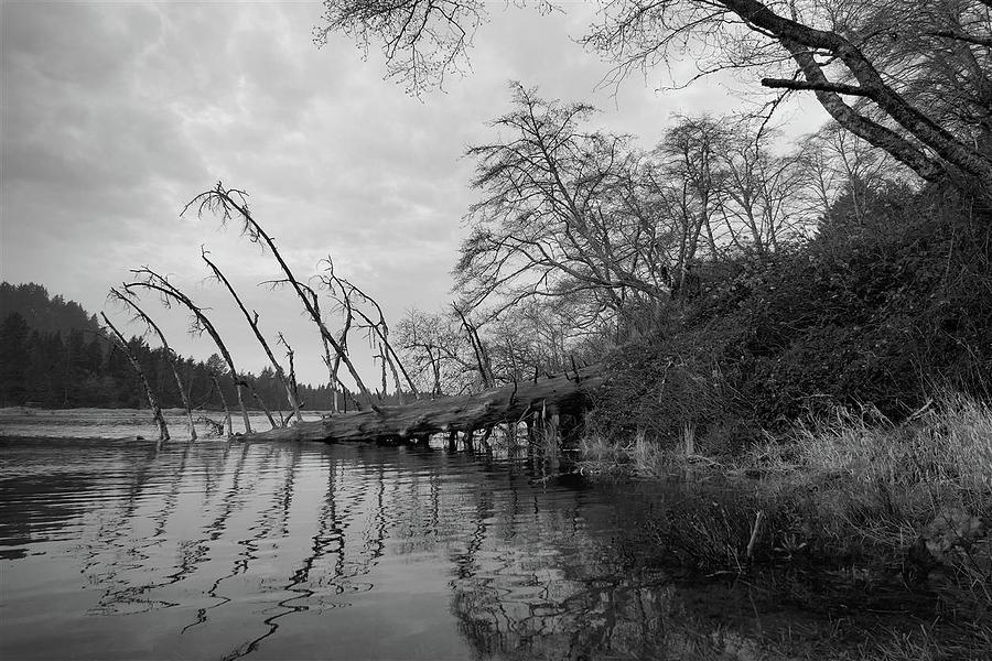 Fallen Tree at the Mouth of the Salmon River Photograph by John Parulis