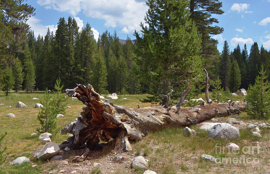 Fallen Tree at Tuolumne Meadows Yosemite National Park Photograph by Debby Pueschel