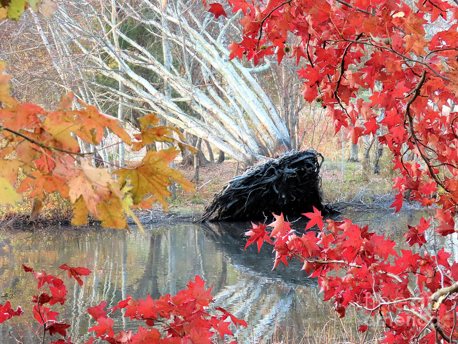 Fallen tree Autumn  Photograph by Janice Drew